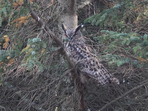Eurasian Eagle-Owl