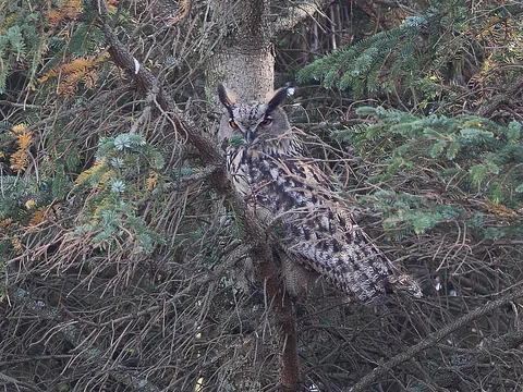 Eurasian Eagle-Owl
