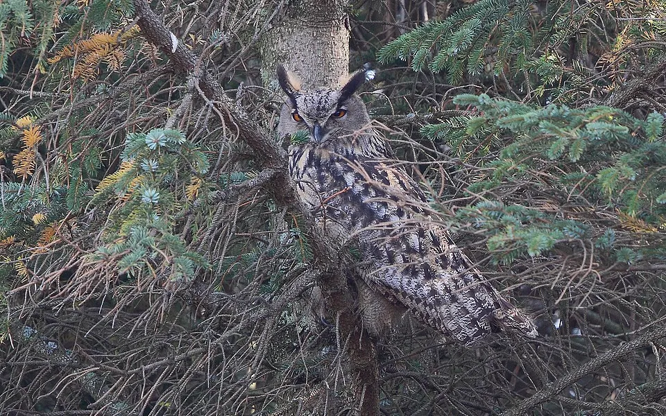 Eurasian Eagle-Owl