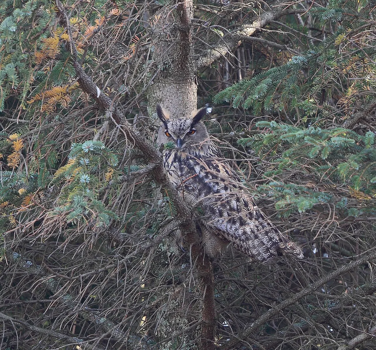 Eurasian Eagle-Owl