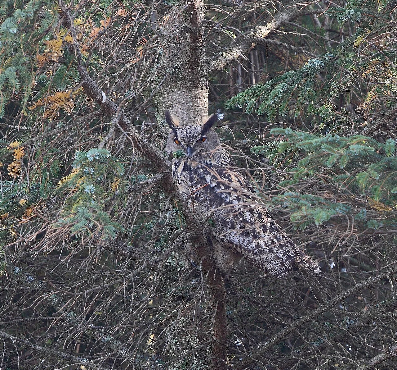 Eurasian Eagle-Owl