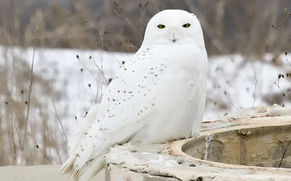 Snowy Owl