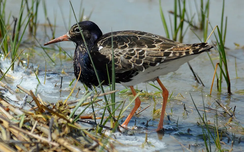 Ruff (Calidris pugnax) — photo 1 of 5