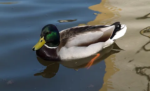 Mallard (Anas platyrhynchos) — photo 2 of 4