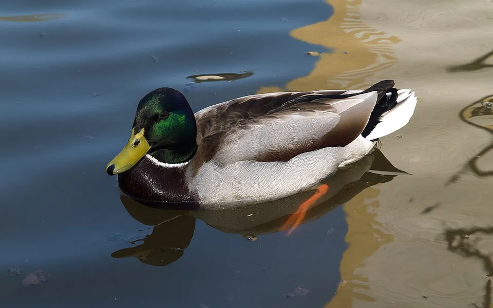Mallard (Anas platyrhynchos) — photo 2 of 4