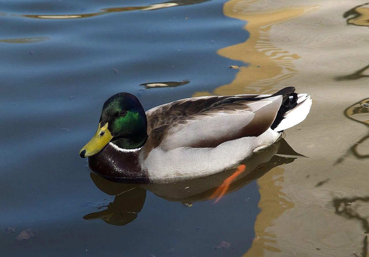 Mallard (Anas platyrhynchos) — photo 2 of 4