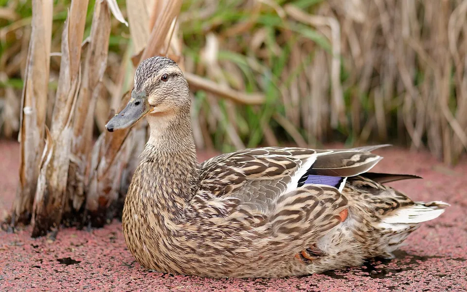 Mallard (Anas platyrhynchos) — photo 3 of 4