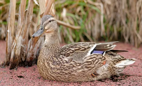 Mallard (Anas platyrhynchos) — photo 3 of 4