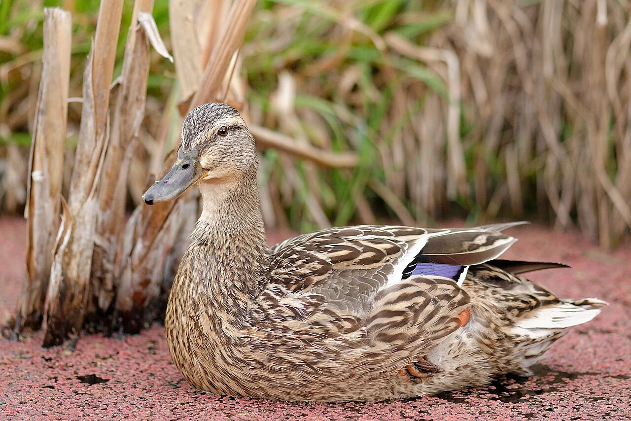 Mallard (Anas platyrhynchos) — photo 3 of 4