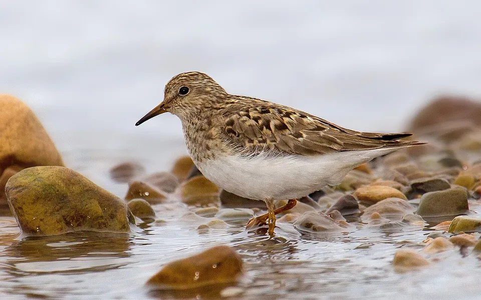 Temminck's Stint