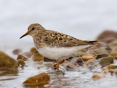 Temminck's Stint