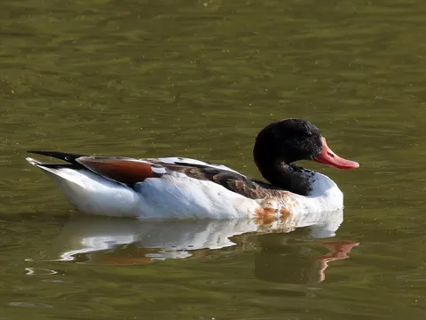 Common Shelduck (Tadorna tadorna) — photo 2 of 4