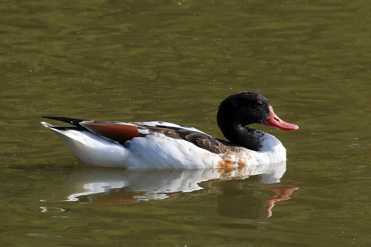 Common Shelduck (Tadorna tadorna) — photo 2 of 4