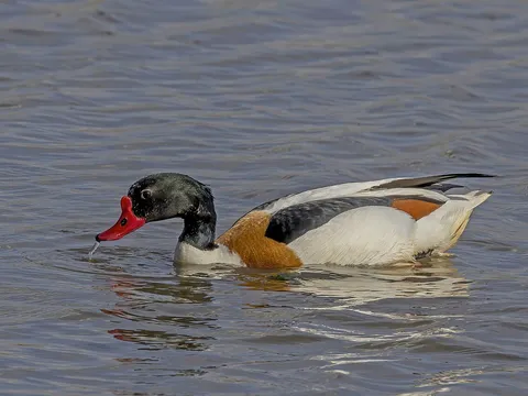 Common Shelduck (Tadorna tadorna) — photo 3 of 4
