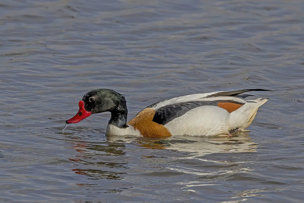 Common Shelduck (Tadorna tadorna) — photo 3 of 4