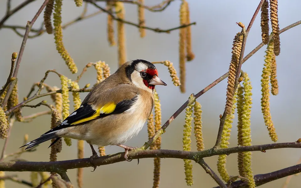 European Goldfinch (Carduelis carduelis) — photo 2 of 3
