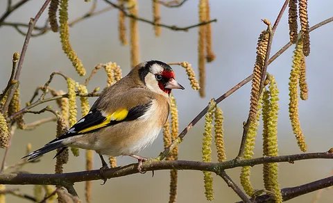 European Goldfinch