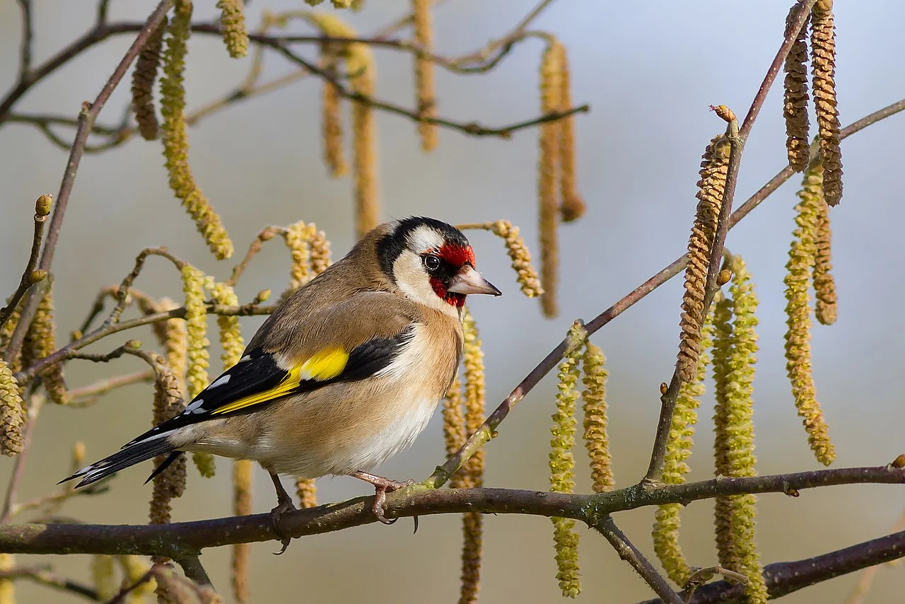 European Goldfinch (Carduelis carduelis) — photo 2 of 3