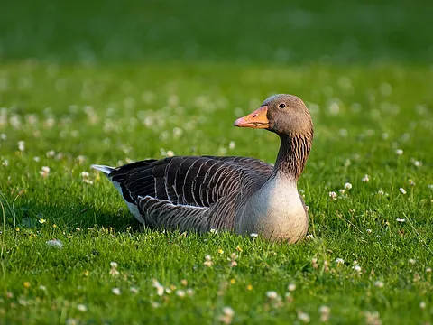 Graylag Goose