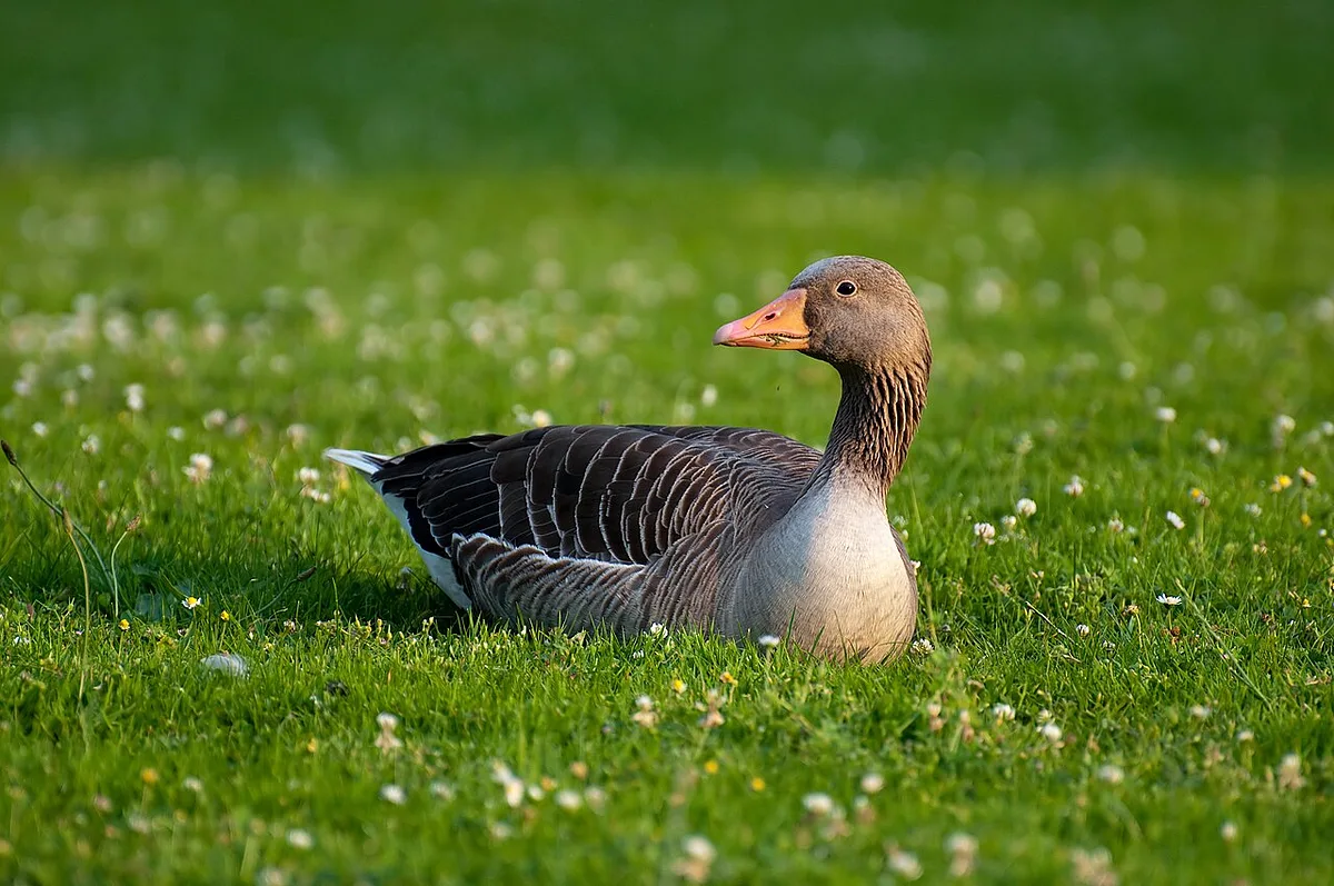 Graylag Goose (Anser anser) — photo 1 of 3