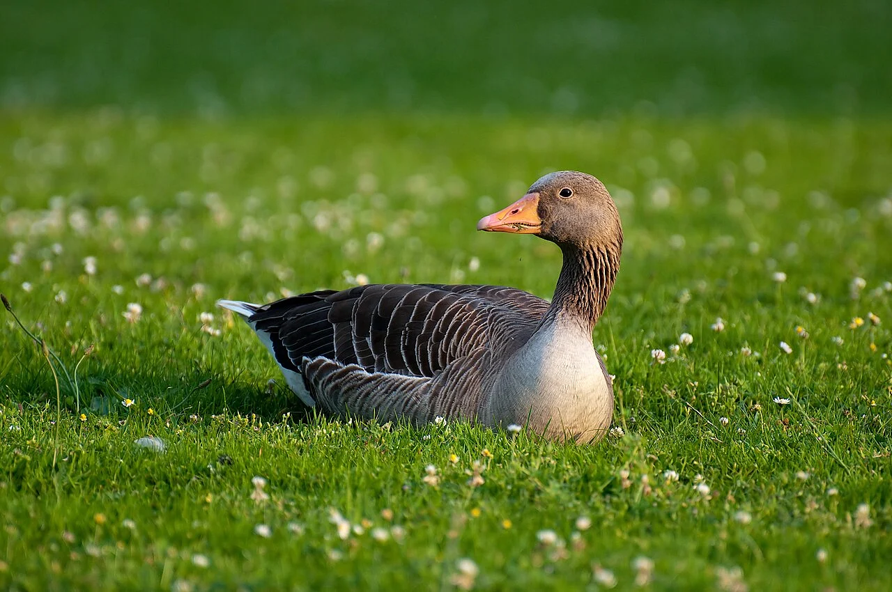 Graylag Goose (Anser anser) — photo 1 of 3