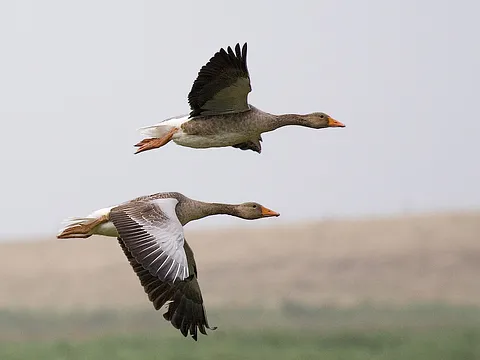 Graylag Goose (Anser anser) — photo 2 of 3