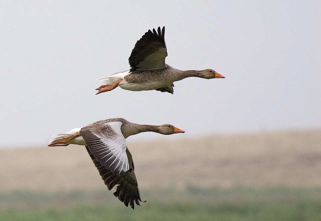 Graylag Goose (Anser anser) — photo 2 of 3