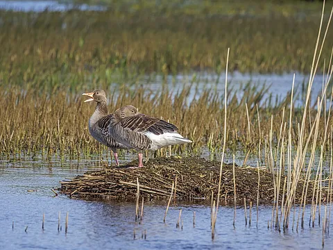 Graylag Goose (Anser anser) — photo 3 of 3