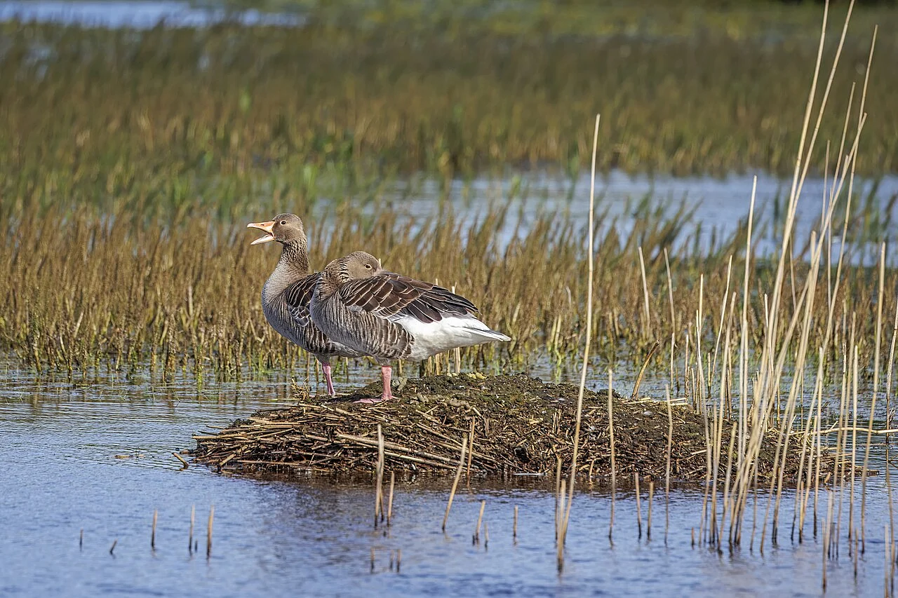 Graylag Goose (Anser anser) — photo 3 of 3