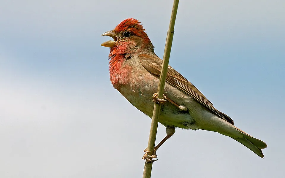 Common Rosefinch (Carpodacus erythrinus) — photo 1 of 4