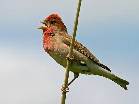 Common Rosefinch