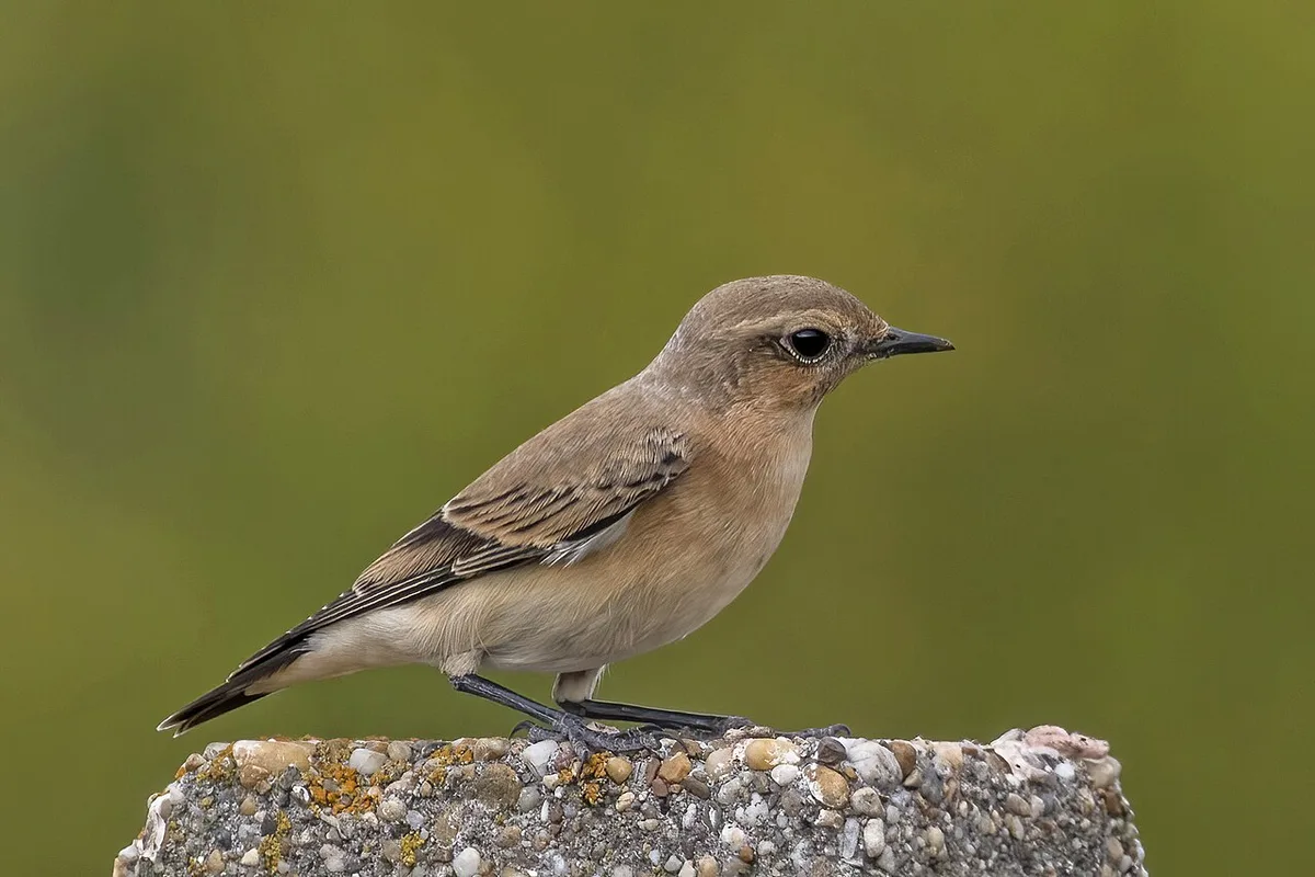 Northern Wheatear