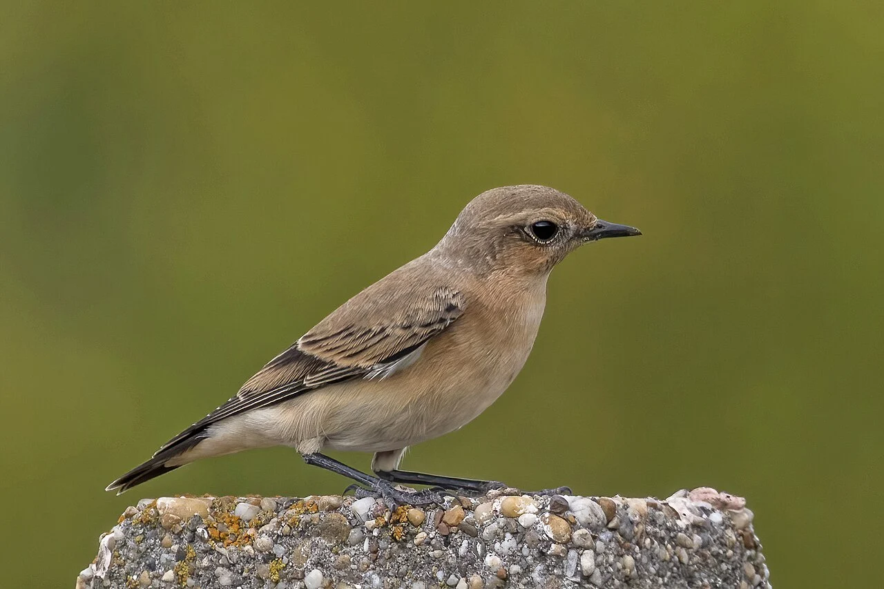 Northern Wheatear