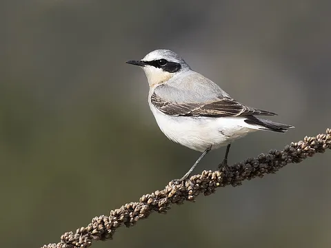 Northern Wheatear