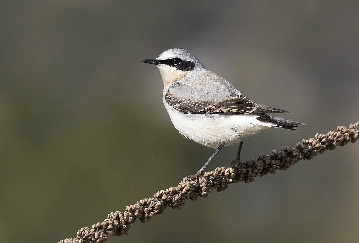 Northern Wheatear