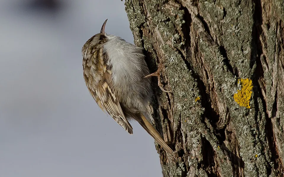 Eurasian Treecreeper