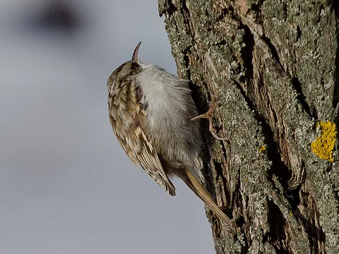 Eurasian Treecreeper