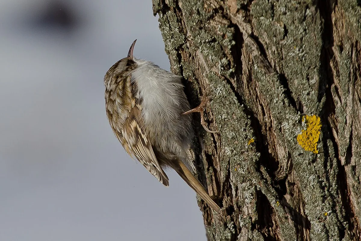 Eurasian Treecreeper
