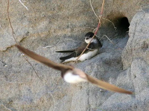 Bank Swallow