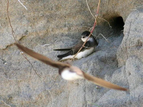 Bank Swallow