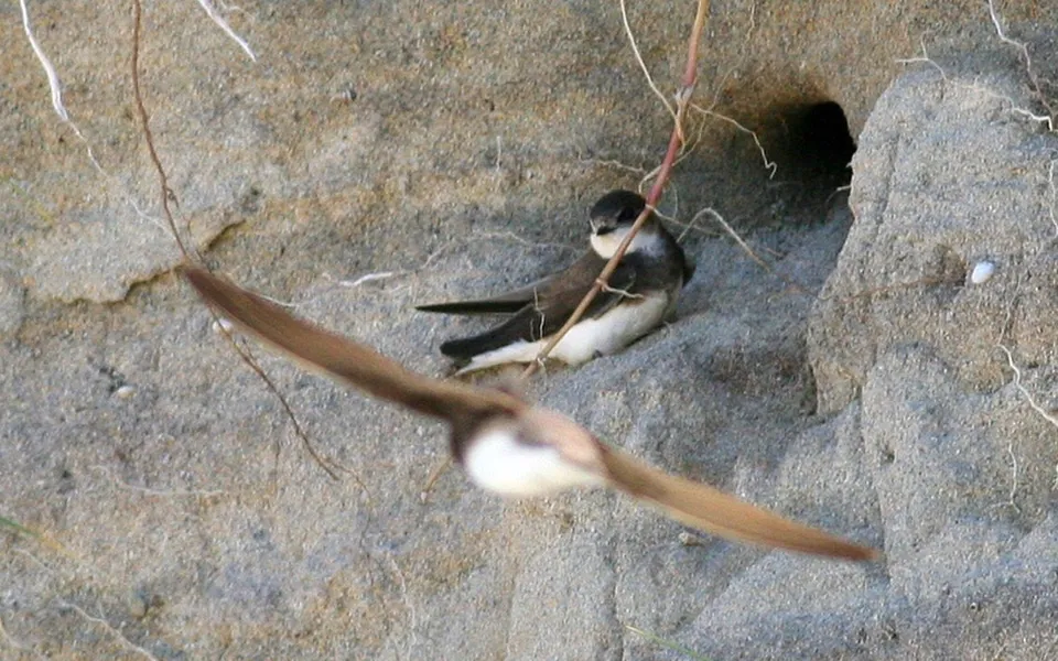Bank Swallow (Riparia riparia)