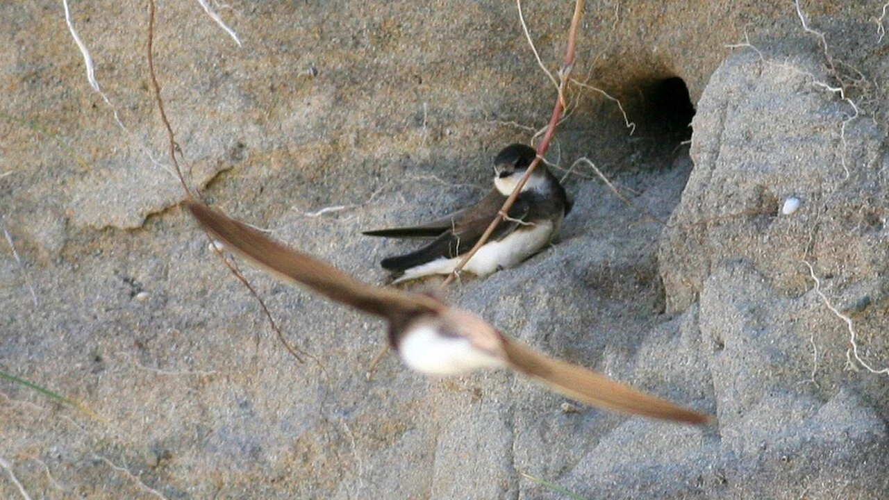 Bank Swallow (Riparia riparia)