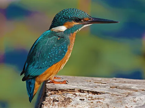Common Kingfisher
