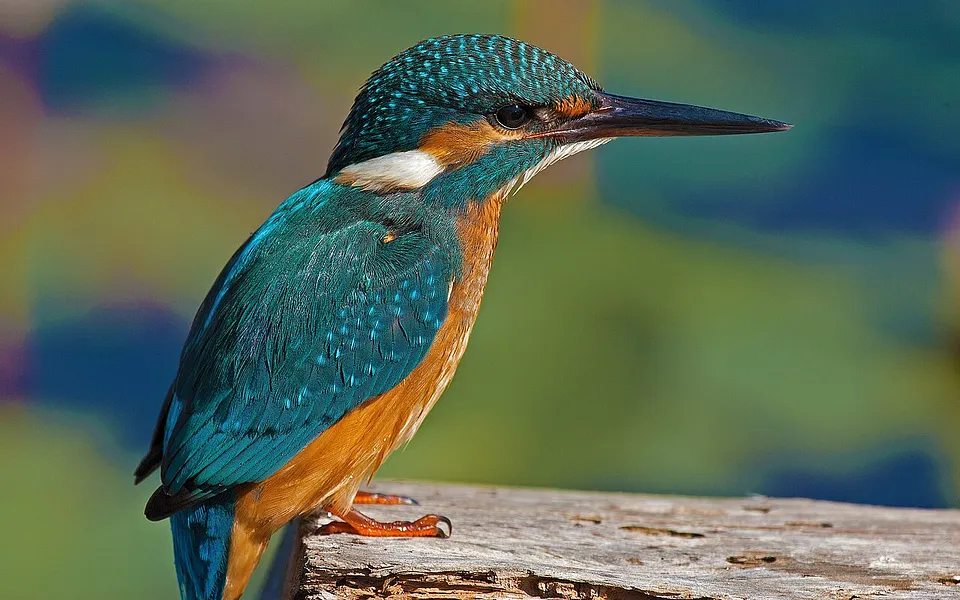 Common Kingfisher