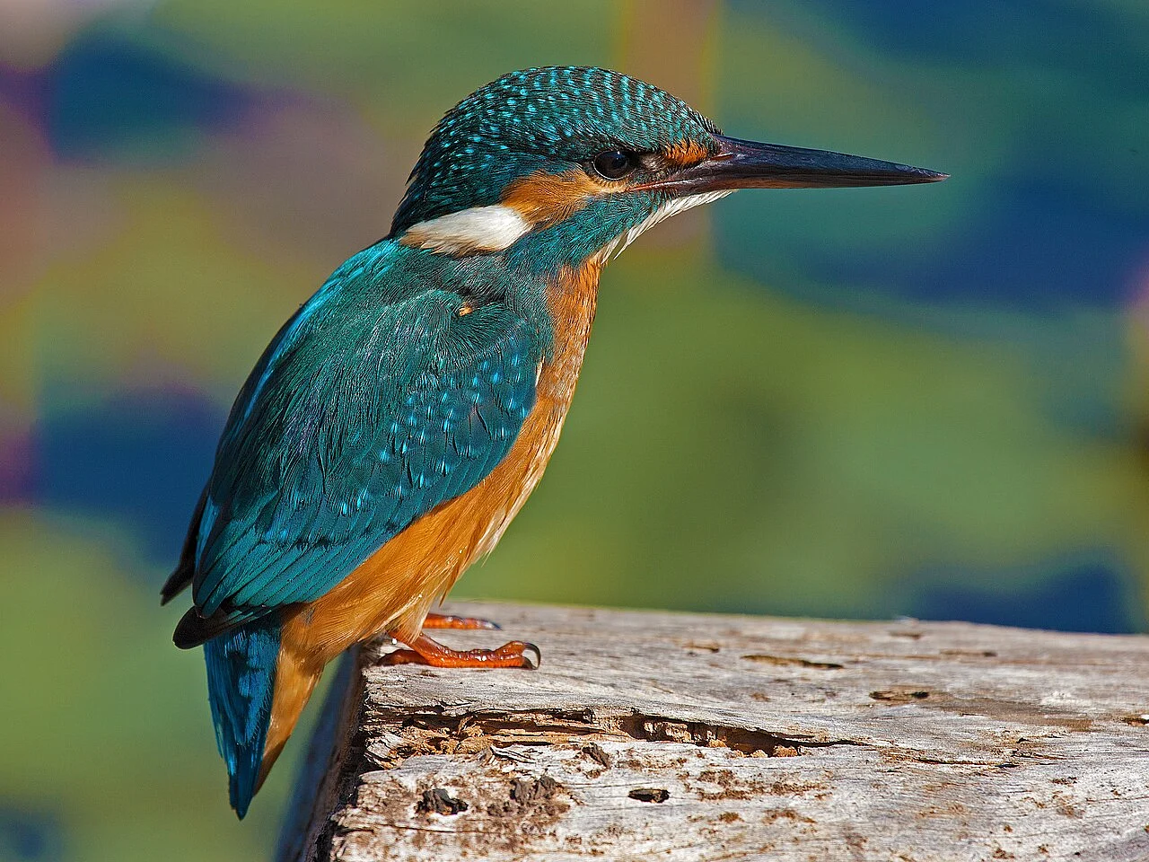 Common Kingfisher