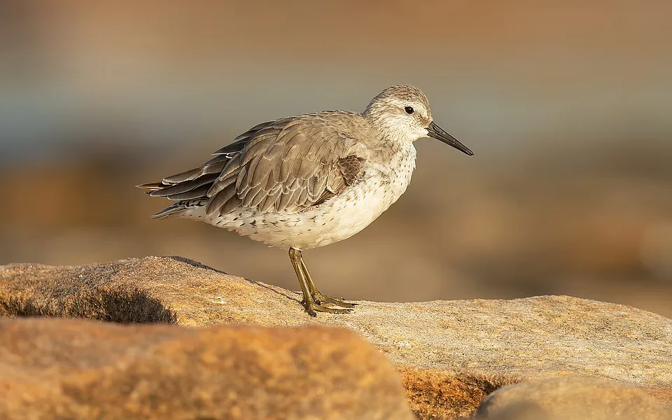 Red Knot (Calidris canutus) — photo 1 of 4