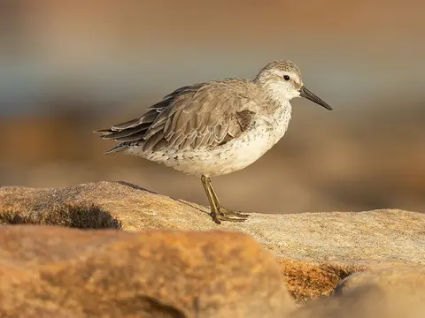 Red Knot