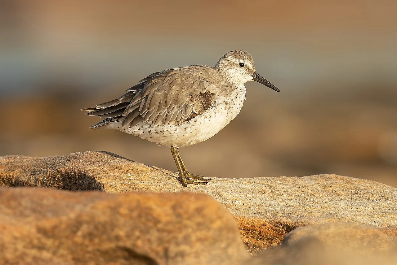 Red Knot (Calidris canutus) — photo 1 of 4