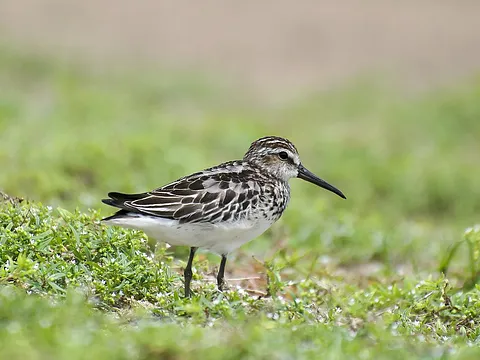 Broad-billed Sandpiper