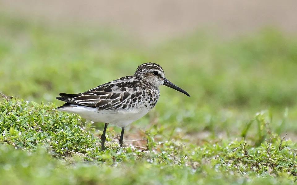 Broad-billed Sandpiper
